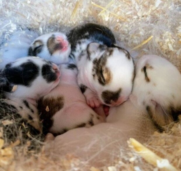 śmieszne dzieci zwierząt