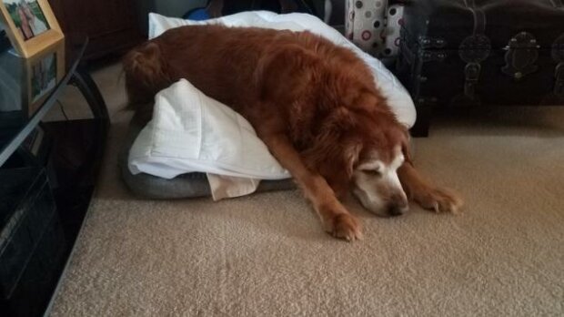 Zwierzaki, które zasnęli niespodziewanie (zdjęcia)