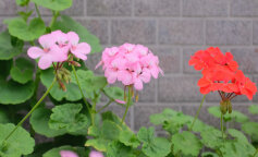 pielęgnacja pelargonii