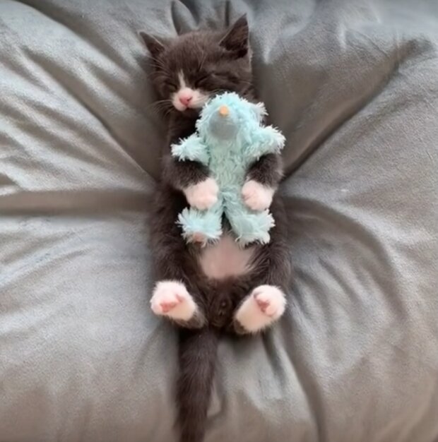 Te zabawne zwierzęta