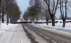 Niesamowite spotkanie ze stadem żubrów!