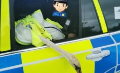 W Anglii policja „aresztowała” złego łabędzia. Zdjęcia
