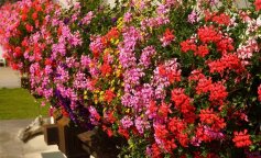 Pelargonie na balkonie cenne rady, aby cieszyć się ich pięknym wyglądam
