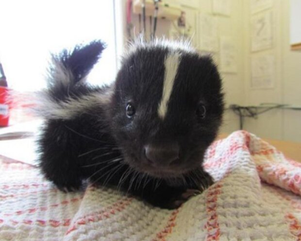 śmieszne dzieci zwierząt