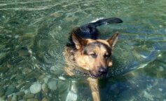 Owczarek płynął przez 11 godzin, aby uratować swojego właściciela