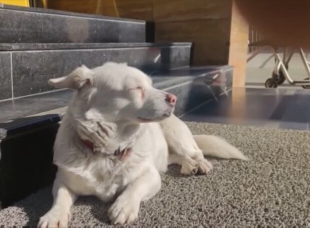 pies czekał na swojego właściciela pod szpitalem przez cały tydzień