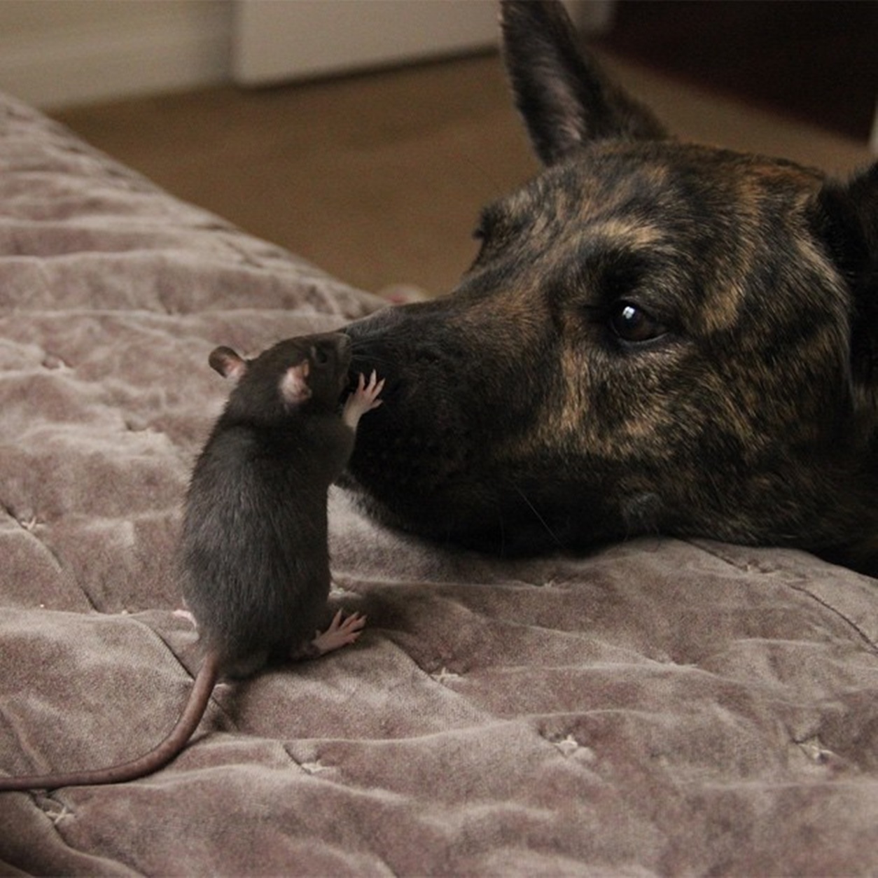Мужчина крыса и собака. Собака крыса. Собака и крыса Дружба. Собака и мышка. Крыса пес.